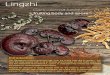 fruiting body and spore 1 - v2.2 Lingzhi Ganoderma lucidum fruiting body and spore Introduction The Ganoderma lucidum mushroom capÑboth the fruiting body and its sporesÑ has been