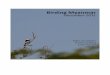 Birding Myanmar (M. Grundsten, Sweden) - CloudBirders .Birding Myanmar (M. Grundsten, Sweden) 2012