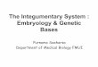 The Integumentary System : Embryology & Genetic Basesstaff.ui.ac.id/.../purnomo.suharso/material/theintegumentarysystem.pdf · The Integumentary System : Embryology & Genetic Bases