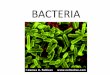 BACTERIA - Biologythestudyoflivingthings.weebly.com/.../3/4/4/13444842/bacteria_ppt.pdf · Bacteria classification •Domain Bacteria: Kingdom Eubacteria (“true”) •Domain Archea: