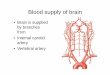 Blood supply of brain.ppt lectures/Anatomy/Blood...Temporal lobe Right middle cerebral artery Superior anastomotic vein Superior cerebral veins Frontal pole STemporal pole Sigmoid