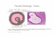 Female Histology: Ovary - philipdarrenjones.comphilipdarrenjones.com/web_documents/reproductive_systems_part_4.pdf · Female Histology: Uterus (functional layer) (basal layer) Note: