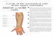RADIUS AND ULNA 1 right - catagni.it CHAPTER 2 Levels of the anatomical cuts of the upper extremity RADIUS AND ULNA right CUT 6 CUT 5 CUT 4 CUT 3 CUT 2 CUT 1 Head of Radius Radial