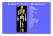 Lecture 4: Physics of the Skeletonresearch.physics.lsa.umich.edu/chupp/Physics290/2003Lecture4.pdf · Lecture 4: Physics of the Skeleton 1. Skull 2. Mandible 3. Hyoid Bone 4. Cervical