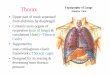 Thorax lectures/Anatomy/Thorax.pdf · Thorax • Upper part of trunk separated from abdomen by diaphragm • Contains main organs of respiration (pair of lungs) & circulation( Heart)