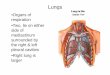 Lungs lectures/Anatomy/Thorax-Lungs.pdf · Microsoft PowerPoint - Thorax-Lungs.ppt [Compatibility Mode] Author: Admin Created Date: 7/7/2014 9:50:11 AM 