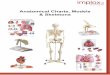 Anatomical Charts, Models & Skeletons - implox.com.au · knee joint (articulatio genus) and their respective therapies in a graphic way. Product Code: A89 Mini Elbow Joint with Cross-section