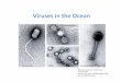 Viruses in Oceans - Seminar PPTeebweb.arizona.edu/faculty/saleska/SWES.410.510/LECTURES/Lecture8... · Viruses in Oceans - Seminar PPT.pptx Author: Virginia Rich Created Date: 3/28/2014