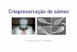 Criopreservação de sêmen - Portal da UECE semen.pdf · 1. Introdução 2. Criopreservação de sêmen 3. Efeito da criopreservação 1. No metabolismo dos espermatozoides 2. Na