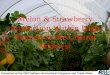 Melon & Strawberry Production Within High Tunnels in the ... · Melon & Strawberry Production Within High Tunnels in the Central Midwest Presented at the 2007 Indiana Horticultural