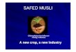 SAFED MUSLISAFED MUSLI - cepp.utm.my .Safed musliSafed musli 256 i ti ld id256 varieties worldwide
