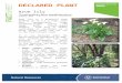 DECLARED PLANT - pir.sa.gov.au file · Web viewDisclaimer: This publication is provided for the purpose of disseminating information relating to scientific and technical matters