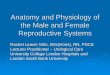 Anatomy and Physiology of the Male and Female Reproductive ... · Ca2+ Decreased Ca2+ Smooth muscle relaxation & erection Nitric oxide Smooth muscle cell 5'GMP PDE5 Cavernous nerve