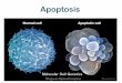 Apoptosis - krooart.com fileApoptosis! Disrupted vs. intact cell membrane in necrosis and apoptosis . Dark eosinophilic cytoplasm and dense purple nuclear chromatin fragments in apoptotic