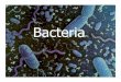Bacteria - Gwinnett County Public Schools1].pdf2 Domains of Bacteria Archaea Bacteria Domain (Ancient Bacteria) •Live in extreme environments : without oxygen, ocean floors, salty