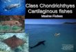 Class Chondrichthyes Cartilaginous fishes -   · Sharks Class Chondrichthyes gill slits instead