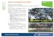DECLARED PLANT€¦  · Web viewDECLARED PLANT. Swamp oaks. Casuarina glauca, Casuarina obesa. January 2015. Swamp oaks are fast growing Australian trees not native to South Australia