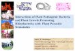 Interactions of Plant Pathogenic Bacteria and Plant Growth ... · Interactions of Plant Pathogenic Bacteria and Plant Growth Promoting Rhizobacteria with Plant Parasitic Nematodes