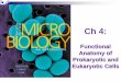 Functional Anatomy of Prokaryotic and Eukaryotic …lpc1.clpccd.cc.ca.us/LPC/Zingg/Micro/Lects SS 2016/M_T...Internal Structures: Cell Membrane Analogous to eukaryotic cell membrane: