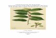 ANNONACEAE OF MALESIA: SPECIES LISTS FOR THE … · My recently published list (Turner, 2018) enumerates some 1,100 species in the family Annonaceae native to the Asia-Pacific region