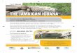 THE JAMAICAN IGUANA - .Fact Sheet THE JAMAICAN IGUANA ThreaTs to the jamaIcan Iguana Predators and