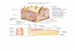 Anatomy 35 Images Unit II - instruction2.mtsac.edu 35/pdf anat images and suppl/anat 35... · Lingual tonsil Epiglottis Hyoid bone Thyroid cartilage Of larynx Cricoid cartilage of
