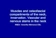 Muscles and osteofascial compartments of the neck ...anat.lf1.cuni.cz/souhrny/azubz_08.pdf · Muscles and osteofascial compartments of the neck, innervation. Vascular and nervous