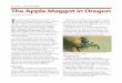 The Apple Maggot in Oregon · apple maggot populations in Oregon seem to infest only apple and hawthorn. The insect is a major pest of apples in the northeast United States, where