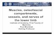Muscles, osteofascial compartments, vessels, and nerves of ...anat.lf1.cuni.cz/souhrny/alekzs0502_0601.pdf · Institute of Anatomy, First Faculty of Medicine Paul Mozdziak Visiting