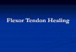 Flexor Tendon Healing - alphahandcentre.comalphahandcentre.com/wp-content/uploads/2014/08/Tendon-Healing.pdf · Process of Tendon Healing. Mechanism of Tendon Healing “one wound