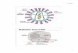 HIV Slide Show - NSLC copy/HIV.pdf · Replication Cycle of HIV intwated proviral DNA cellular DNA unintegrated DNA reverse transcriptase genomic RNA mRNA ' gp120 J coreceptor budding