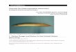 Peacock Eel (Macrognathus siamensis - fws.gov · 5 Biology From Froese and Pauly (2017): “Found at bottom depths in slow-moving or standing waters. Often lies buried in the silt,