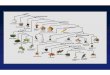 Origin of Multicellularity - Indiana State Universitymama.indstate.edu/angillet/BIOL101/Lectures/Origin of Multicellularity-1.pdf · multicellularity tissues Parazoa Eumetazoa bilateral