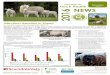 Infectious Abortion in Sheep - scarsdalevets.com · in late pregnancy) Ewe lambs born to infected ewes may also become infected and can abort in their first pregnancy Ewes which have