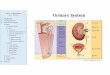 Lab 18 –Urinary System Urinary System - Indiana University · Lab 18 –Urinary System Urinary System A560 –Fall 2015 I. Introduction II. Learning Objectives III. Slides and Micrographs