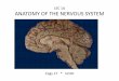 LEC 1A ANATOMY OF THE NERVOUS SYSTEM - pages.ucsd.edupages.ucsd.edu/~johnson/COGS17/17Sp19Lec1aNeuroanatSlides.pdf · CNS & PNS CNS Central Nervous System = Brain & Spinal Cord Surrounded