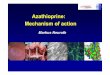 Azathioprine: Mechanism of action - Dr. Falk Pharma · PBL cultured for 4 days. T cell apoptosis Azathioprine/ Rac1 Anti-TNF antibodies Clinical therapy of IBD and T cell apoptosis