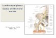 Lumbosacral plexus Sciatic and Femoral nerves - nu.edu.sd plexus.pdf · By the end of the lecture, students should be able to: § Describe the formation of lumbosacral plexus (site