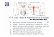 Male and Female Reproductive Organs - nikolai.lazarov.pronikolai.lazarov.pro/.../10_Male_and_Female_Reproductive_Organs.pdf · 1. Male and female reproductive organs 2. Testis, scrotum,