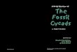 A Brief Review of The Fossil Cycads - uni-hamburg.de · 1 1 The Fossil Cycads A Brief Review of by Robert Buckley Illustations by: Douglas Henderson, John Sibbick & Mark Hallett Pseudoctenis-type