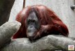 Tricky Words - literacyshedblog.com · Orangutans are great apes who can be found in Asia. They inhabit Malaysia and Indonesia where they live in the rainforests on the islands of