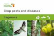 Crop pests and diseases Legumes - Cabi ASHCafricasoilhealth.cabi.org/.../10/AHSC-Summary-cards-legumes-lowres.pdf · The legume pod borer, a moth, is a prominent pest of cowpeas and