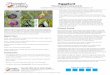 Planting & Growing Guide - groworganic.com · Control by strong spray of water, beneficial insects, or organic insecticide labeled for aphids. • Flea Beetles–Attack young plants