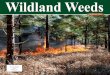 Wildland Weeds - fleppc.org · system Health (Bugwood.org) has recently received emails regarding plant nurseries advertising, through catalogs and online, several species of invasive