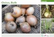 Vegetable Onion, Bulb - gardenorganic.org.uk · Onion, Bulb Vegetable. Dig up bulbs two weeks after leaves turn yellow and topple over, choosing a dry day. Loosen with a hand fork