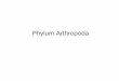 Phylum Arthropoda - Staff Official Site Unilastaff.unila.ac.id/gnugroho/files/2012/08/Arthropoda-3.pdf · Taxonomy of Artrhopods (Extant) • Phylum Arthropoda (Extant) – Subphylum