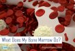 What Does My Bone Marrow Do? - mds-foundation.org · 6 Mesenchymal is embryonic tissue from which the connective tissue, blood vessels and lymphatic vessels are formed. Hematopoietic