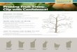 Pruning Fruit Trees: Clip with Conﬁdence! USU.pdf · UTAH STATE UNIVERSITY EXTENSION Pruning Fruit Trees: Clip with Conﬁdence! REASONS TO PRUNE a. Maximize sun and air exposure