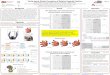 Tactile Inputs Distort Perception of Relative Fingertip ...sirslab.dii.unisi.it/papers/2015/Chinello.Neuroscienceposter.2015.Haptics.Pub.pdf · SA: distance between S and A S RA Wearable