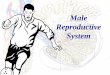 Male Reproductive System - medicine.jlu.edu.cnmedicine.jlu.edu.cn/__local/B/A9/E6/FED9D90F7FD012A5606A28CC587_F66F…Sustentacular cell (Sertoli cell) * irregular outline of cell *